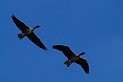 Pink-footed geese pair flying - I